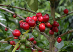 grano de cafe