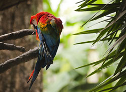 guacamaya