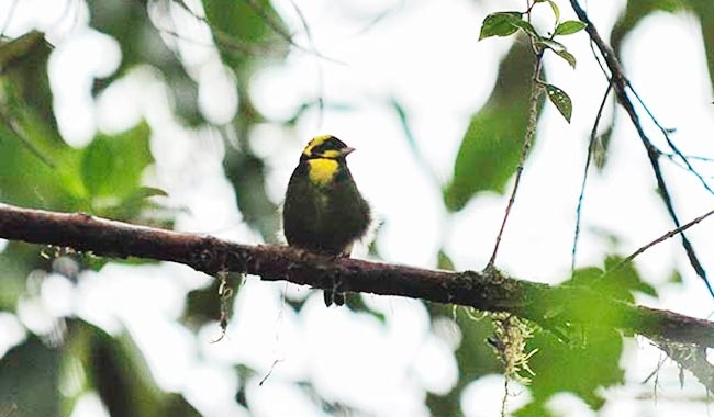 Risaralda presente en la jornada mundial de avistamiento de aves; Global Big Day
