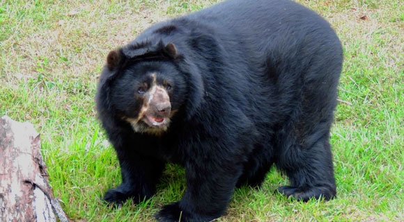 Yogui, el oso de anteojos que busca preservar su especie en el parque Ukumarí
